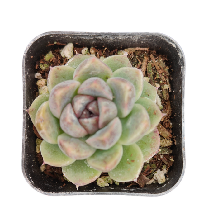 Echeveria Grape Ice in square nursery pot.