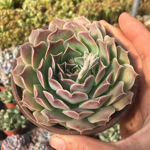 Echeveria Habingeri succulent with spiral fleshy leaves.