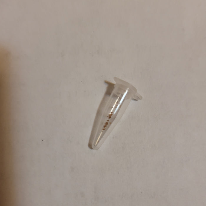 Echeveria Habingeri seeds in a PCR tube.