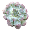 Echeveria 'Hearts Choice' succulent, bluish-green rosette, pinkish leaf tips.