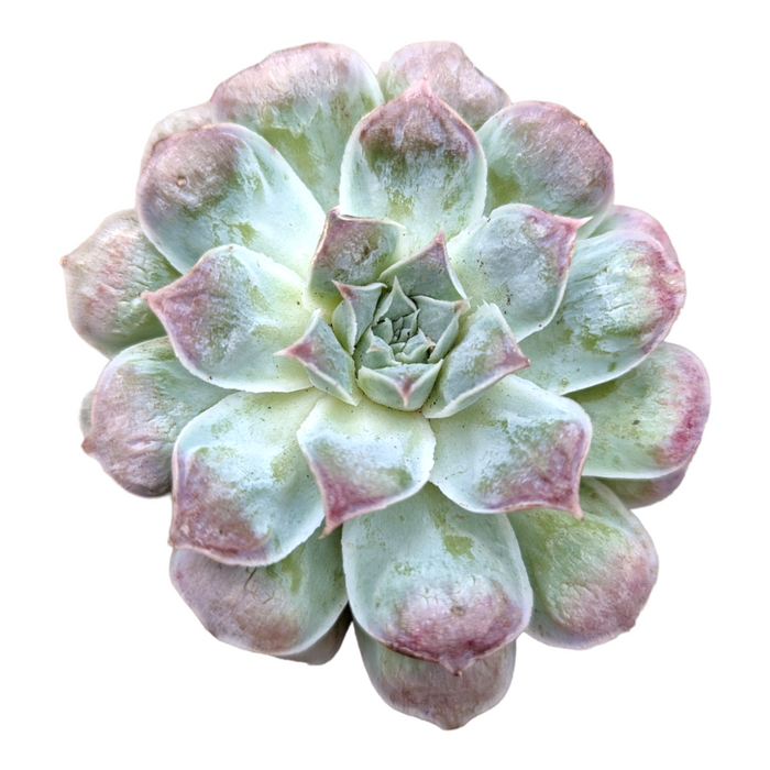 Echeveria 'Hearts Choice' succulent, bluish-green rosette, pinkish leaf tips.