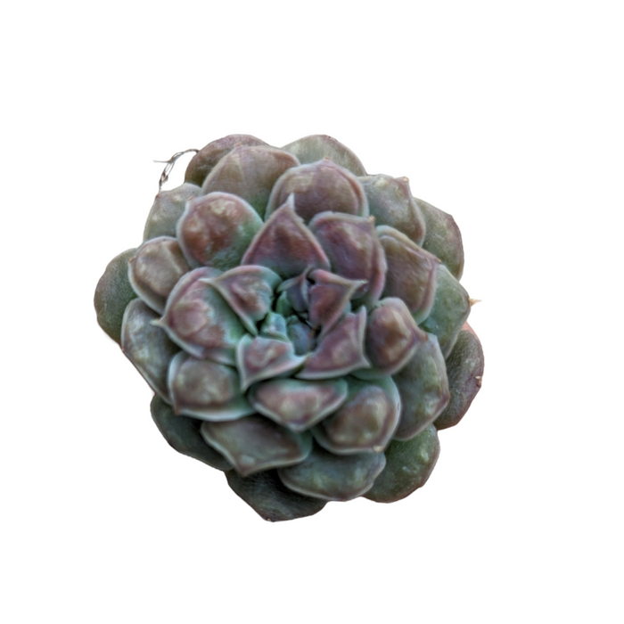 Echeveria 'Hearts Choice' succulent, rosette form with purplish tips.