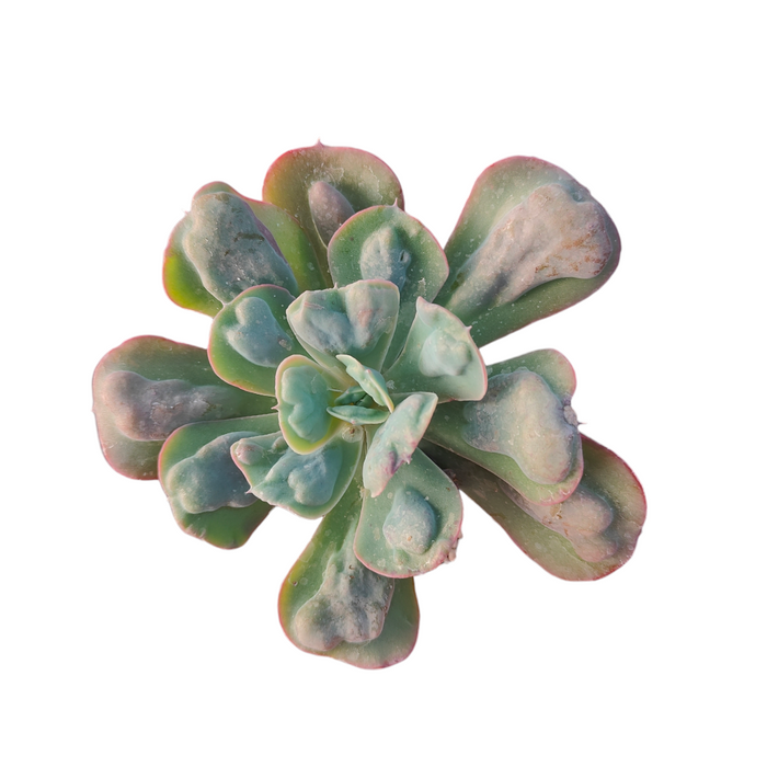 Echeveria 'Hearts Delight' succulent, spoon-shaped leaves, top-down view.