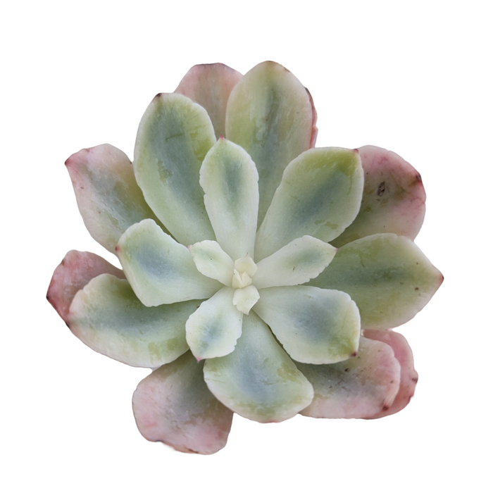 Echeveria holwayi Variegata, pale green succulent with pink-tipped leaves.