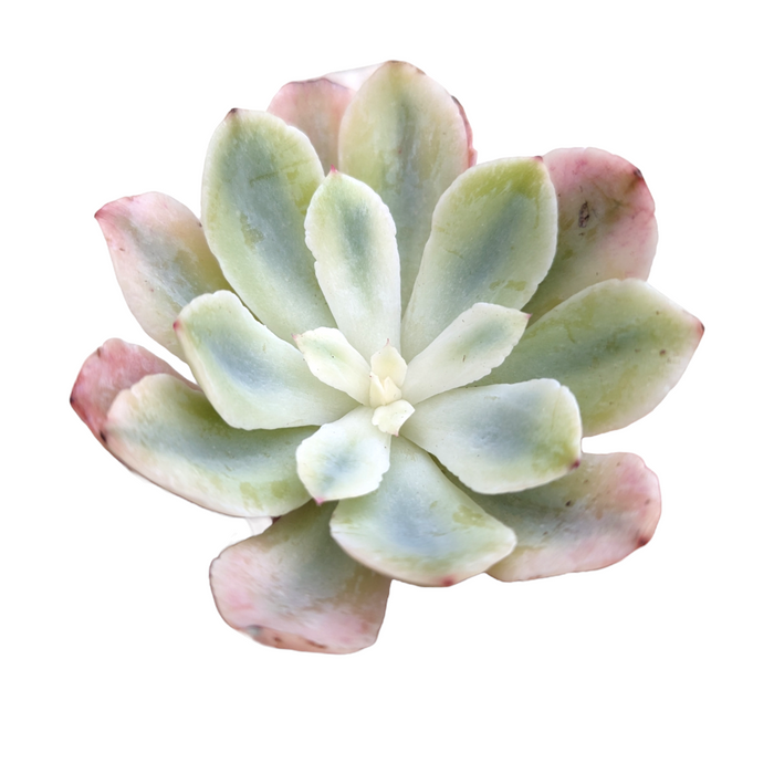 Echeveria holwayi Variegata succulent with pale green, pink-edged leaves.