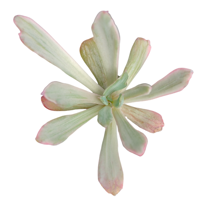 Echeveria holwayi Variegata, pale green rosette, pink-tipped leaves.