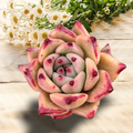 Echeveria Honey Pink succulent with pinkish-green, red-tipped leaves.