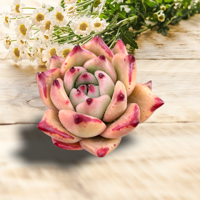 Echeveria Honey Pink succulent on wooden surface.
