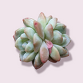 Echeveria Ice Green succulent with plump, green-pink leaves.