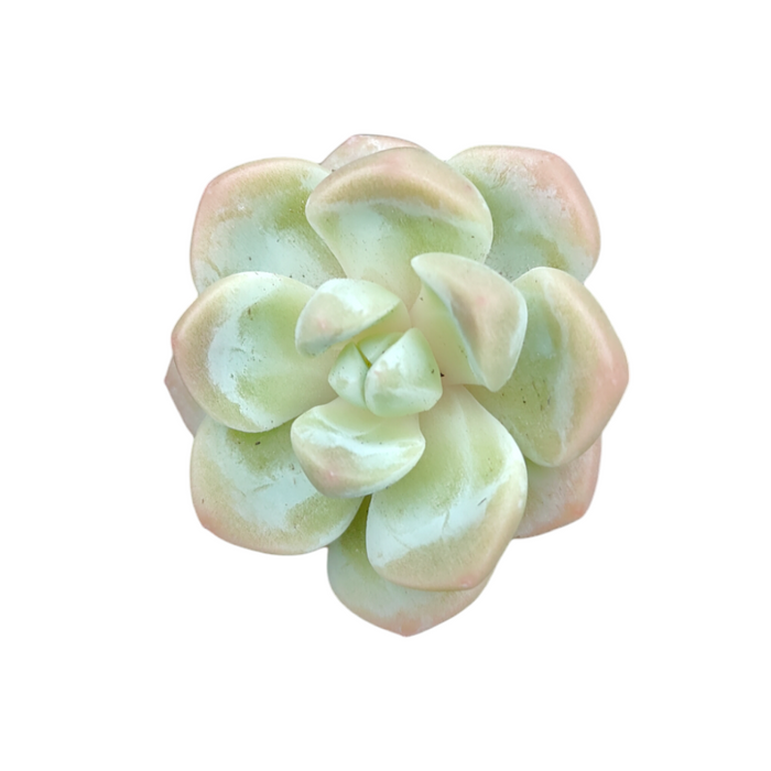 Echeveria Ice Green succulent, rosette-shaped with pale green leaves.