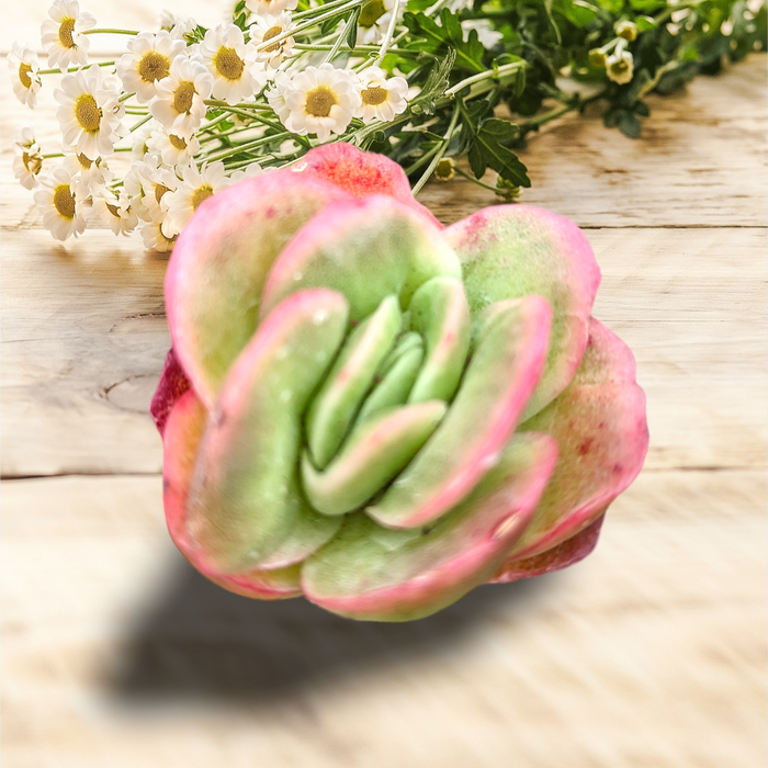 Echeveria Ice Rose Variegated succulent on wooden surface.