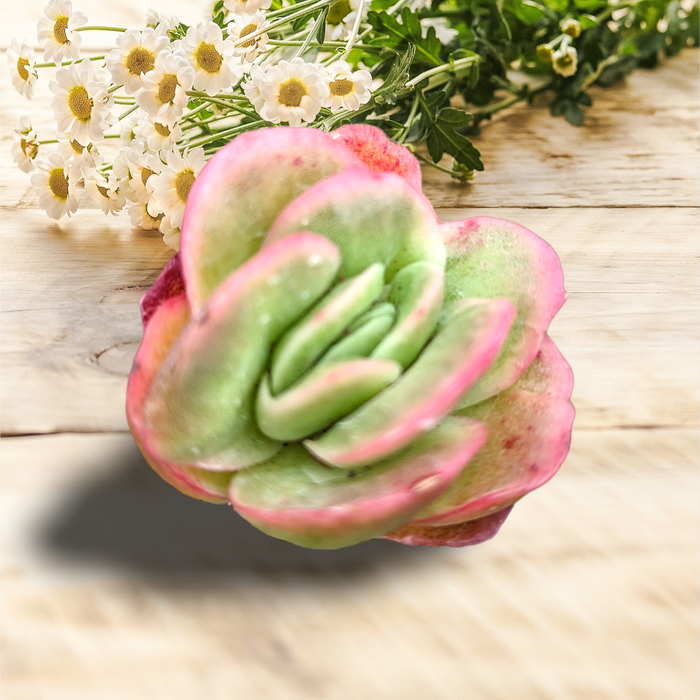 Echeveria Ice Rose Variegated on wood surface, daisies in background.