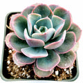 Echeveria imbricata Hybrid in square nursery pot.