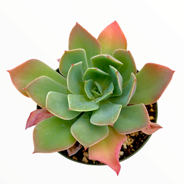 Echeveria imbricata Hybrid in a small pot.