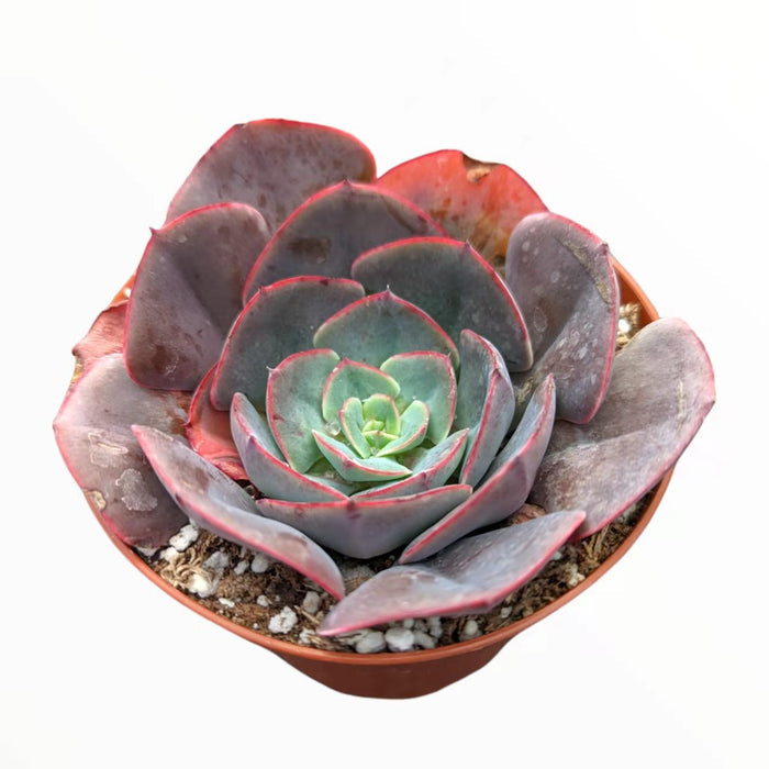 Echeveria imbricata Hybrid in a nursery pot.
