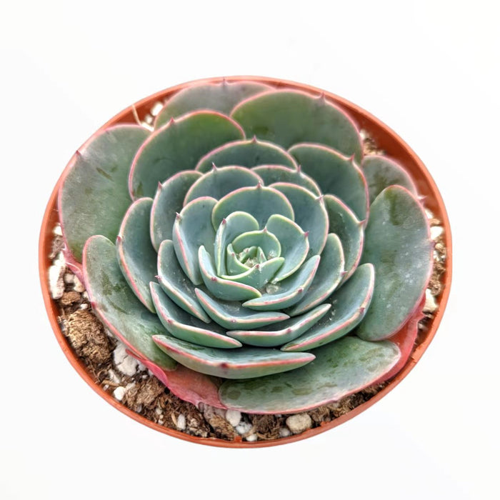 Echeveria imbricata Hybrid succulent in nursery pot.