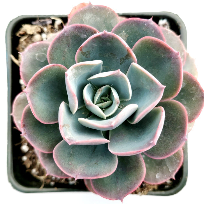 Echeveria imbricata Hybrid succulent in spiral rosette pattern.