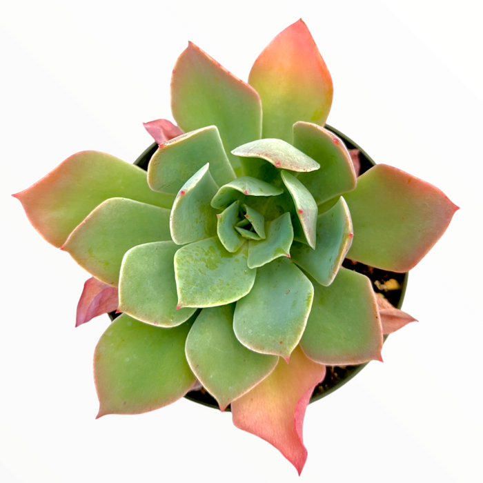 Echeveria imbricata Hybrid, green-pink rosette succulent.