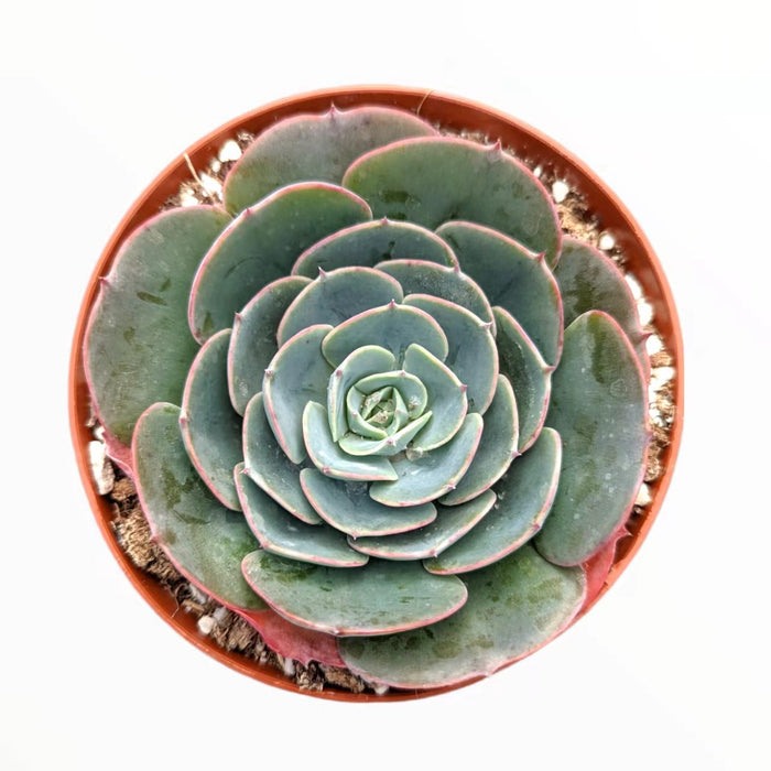 Echeveria imbricata Hybrid in nursery pot with layered leaves.