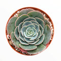 Echeveria imbricata Hybrid in nursery pot with layered leaves.