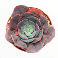 Echeveria imbricata Hybrid in rosette form, top-down view.