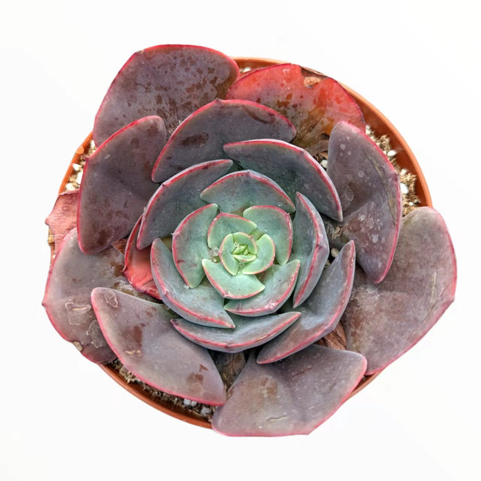 Echeveria imbricata Hybrid in rosette form, top-down view.
