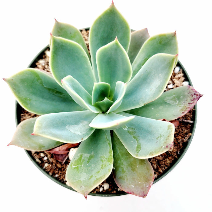 Echeveria imbricata Hybrid in potting mix top-down view.