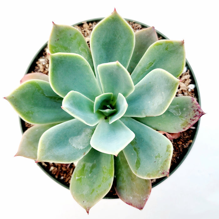 Echeveria imbricata Hybrid in symmetrical rosette form.