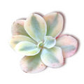 Echeveria Japan Moon River succulent rosette close-up.