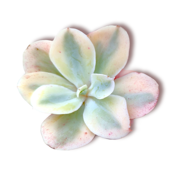 Echeveria Japan Moon River succulent rosette close-up.