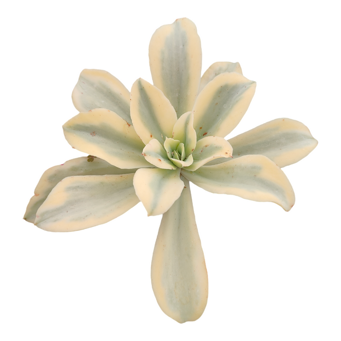 Echeveria 'Japan Moon River' variegated succulent in rosette form.