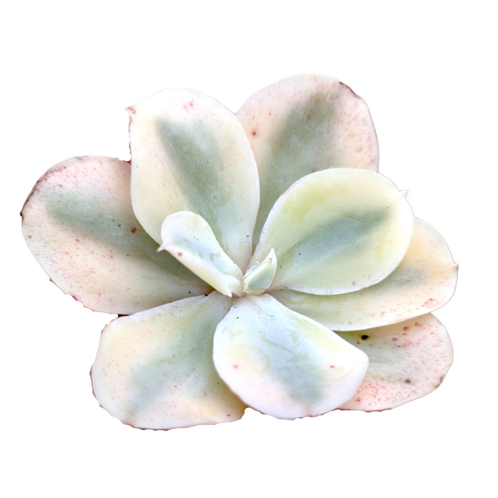 Echeveria Japan Moon River succulent with rosette-shaped leaves.
