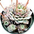 Echeveria 'Jocelyn' hybrid in small rosette arrangement.