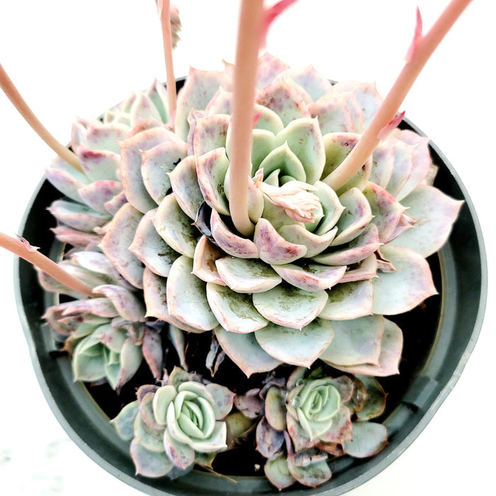 Echeveria 'Jocelyn' hybrid with offsets and flower stalks.