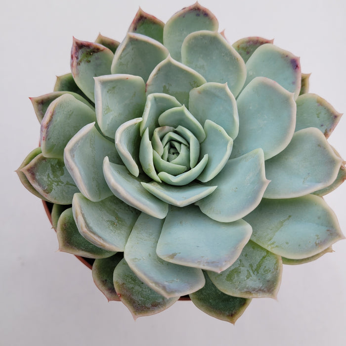 Echeveria 'Jocelyn' hybrid succulent, top-down view.