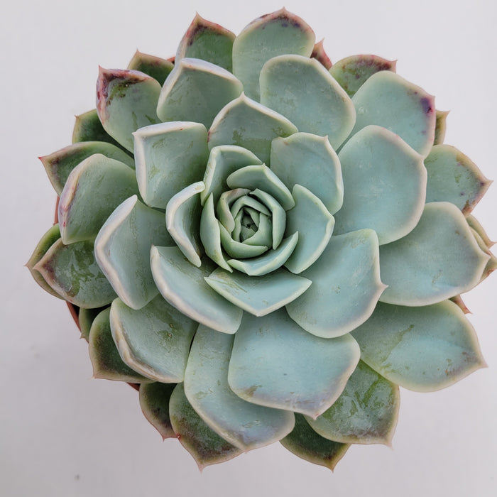 Echeveria 'Jocelyn' hybrid, pale bluish-green rosette succulent.