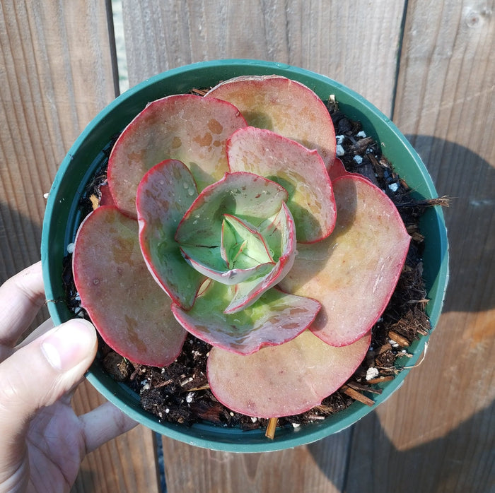 Echeveria 'Kissing' in green pot, held by hand.