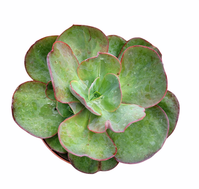 Echeveria 'Kissing' succulent with wavy, pale green leaves.