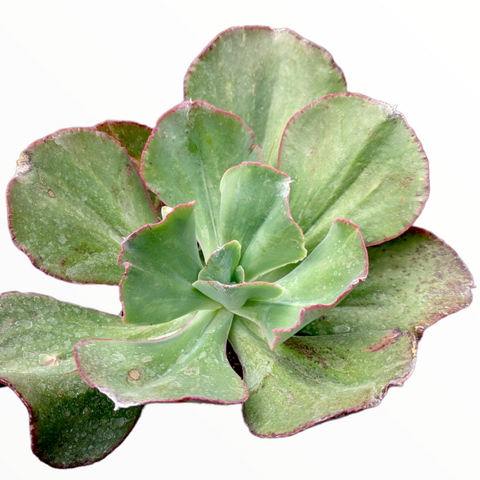 Echeveria 'Kissing' succulent with wavy, pink-edged leaves.