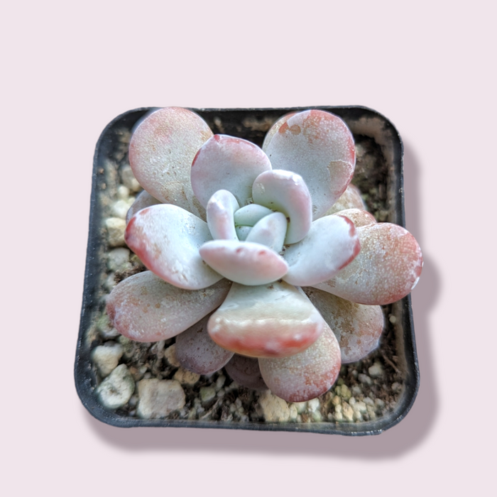 Echeveria Lauii in square pot with gritty soil.