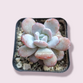 Echeveria Lauii in square pot with gritty soil.