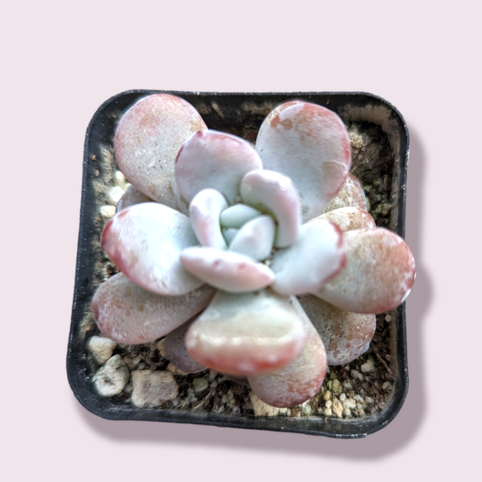 Echeveria Lauii in square nursery pot.