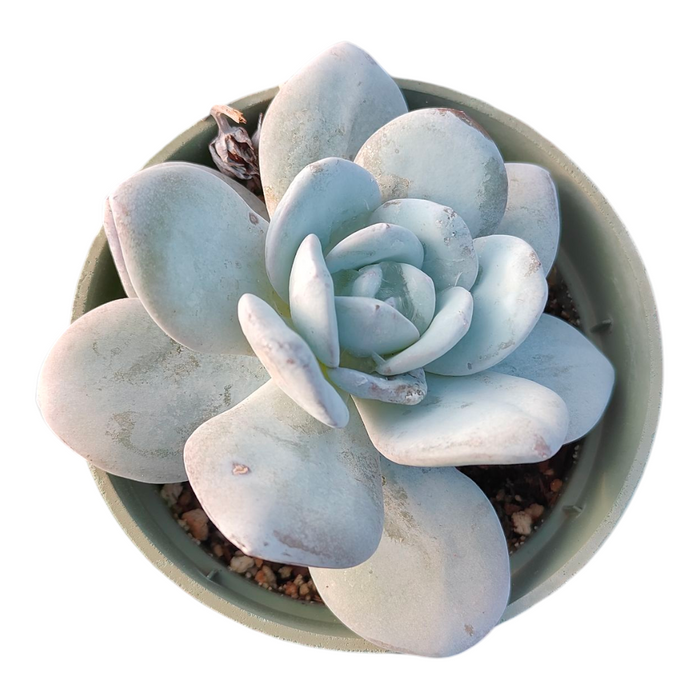 Echeveria Lauii in pot, bluish-green leaves.