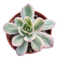 Echeveria Lemon Lime variegated in terracotta pot.