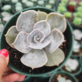 Ghost Echeveria in hand, potted, with water droplets.