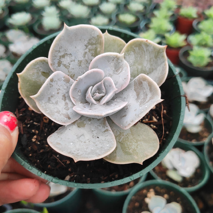 Echeveria lilacina in nursery pot with water droplets.
