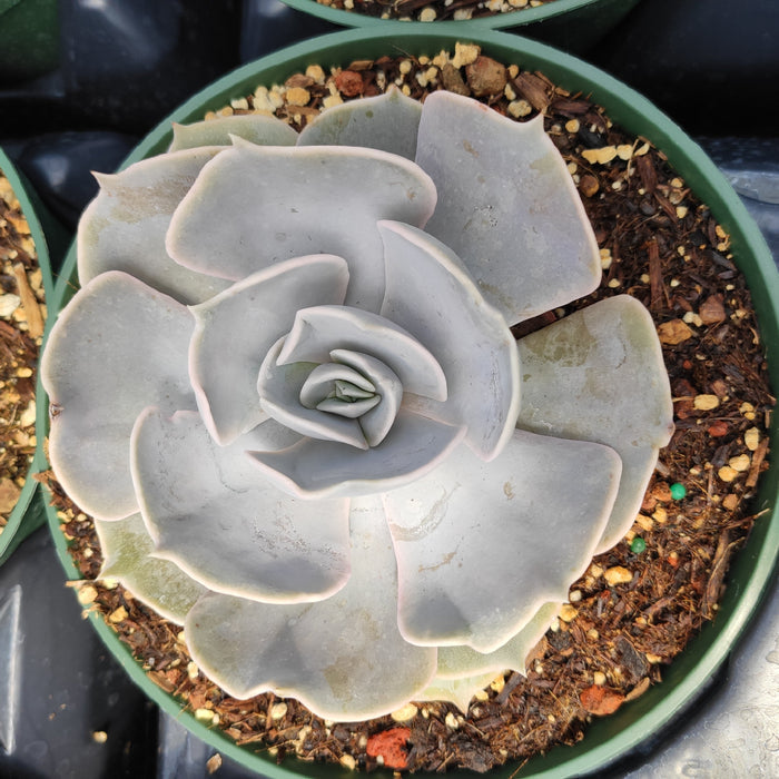 Echeveria lilacina succulent in well-draining potting mix.