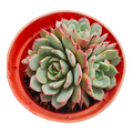 Echeveria Lindsayana in an orange-red nursery pot.