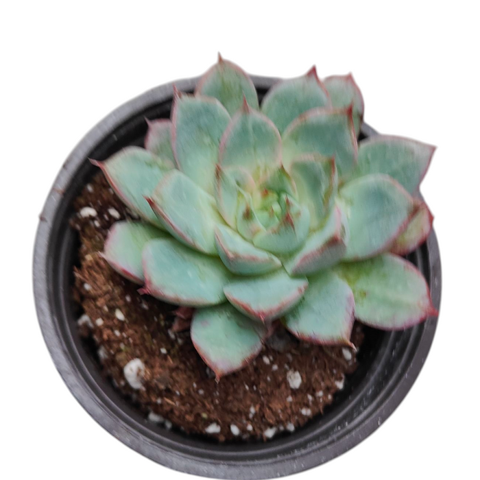 Echeveria Lindsayana potted succulent with pale green, reddish-tipped leaves.