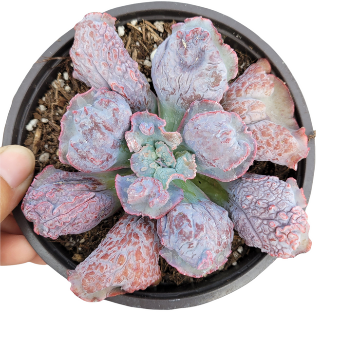 Echeveria linguas with pink-edged, bumpy leaves in a pot.